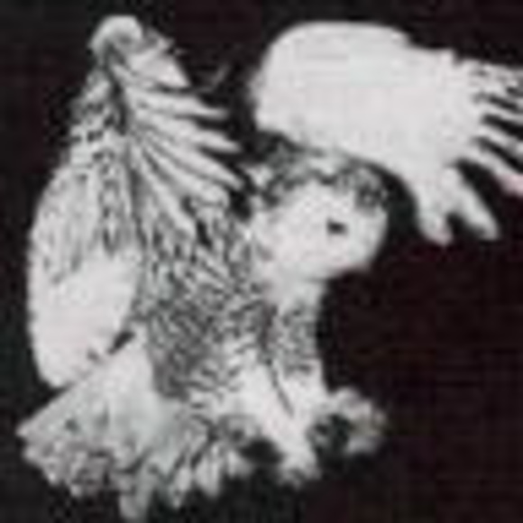 Meet your Posher, Timmi - Picture 1 of 1